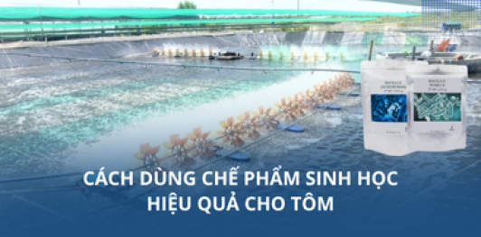 Cách dùng chế phẩm sinh học hiệu quả cho tôm